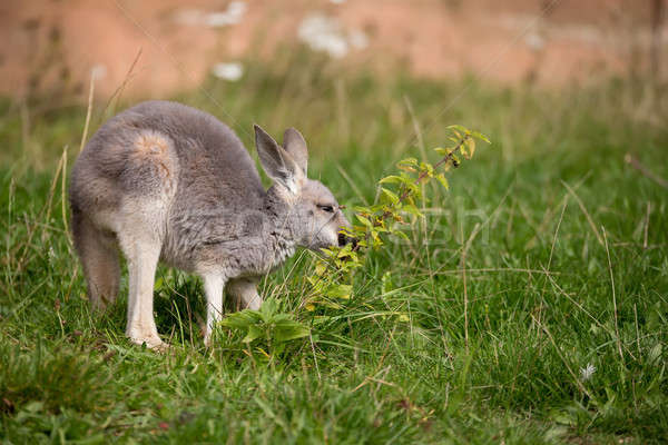 red kangaroo baby Stock photo © artush