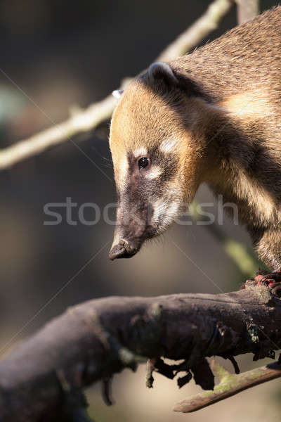 South American coati (Nasua nasua) Stock photo © artush