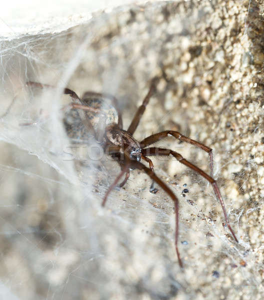 spider in the Liocranidae family on web Stock photo © artush