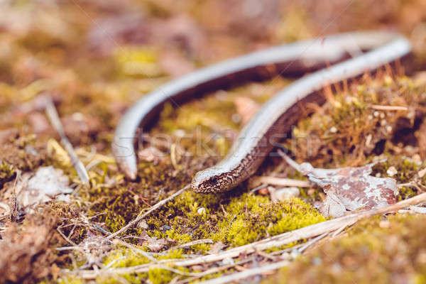 Slow Worm or Blind Worm, Anguis fragilis Stock photo © artush