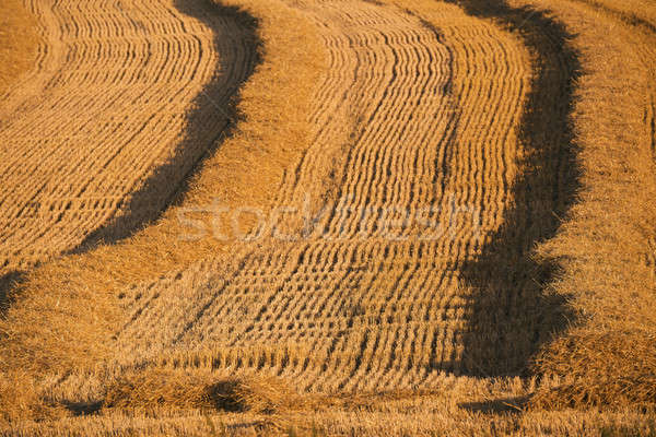 Stock photo: harvested field with straw lines