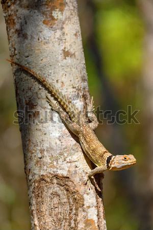 Gyík Madagaszkár iguana park vadvilág vadon Stock fotó © artush