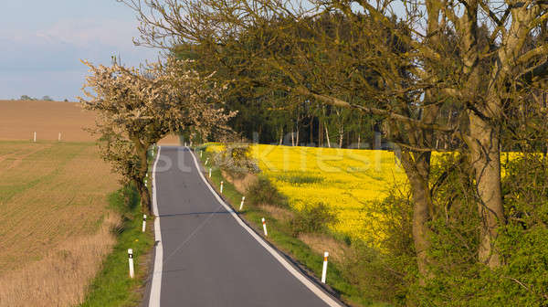 road with trees in spring Stock photo © artush