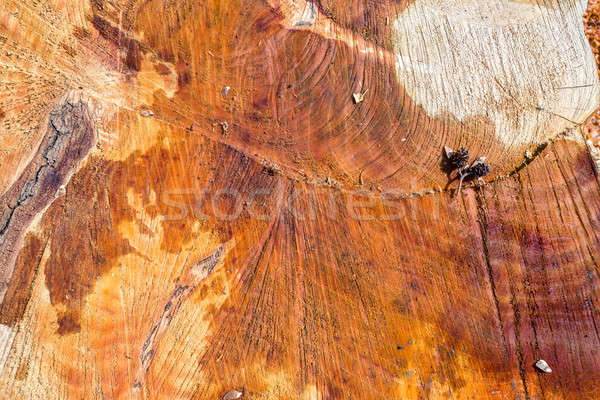 slice of wood timber Stock photo © artush