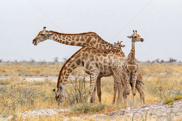 Erwachsenen weiblichen Giraffe Baum Park Namibia Stock foto © artush