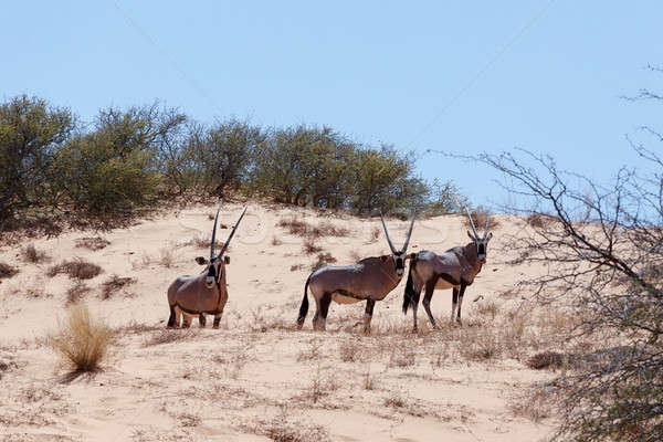 Stock photo: Gemsbok, Oryx gazella on sand dune