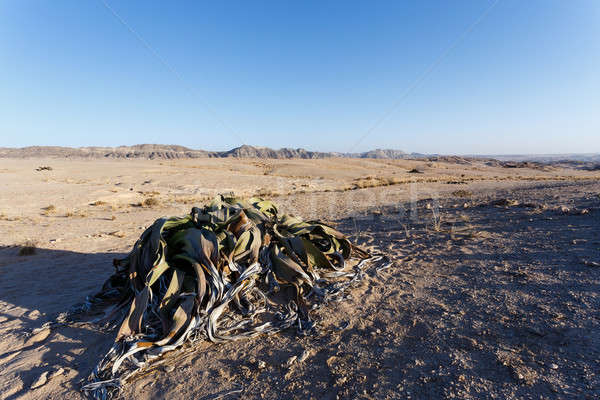Welwitschia mirabilis, Amazing desert plant, living fossil Stock photo © artush