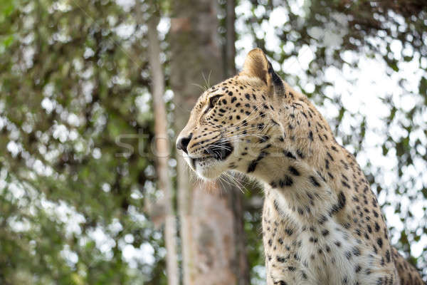 Stok fotoğraf: Kafa · atış · leopar · kafkas · doğa · kar