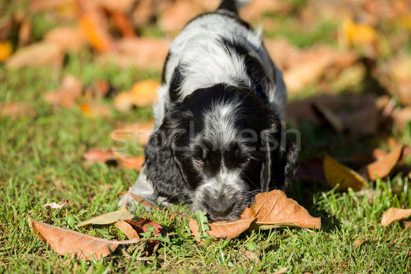 Stock foto: Englisch · Welpen · spielen · Freien · Herbst