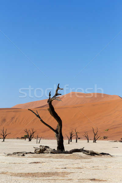 Sossusvlei beautiful landscape of death valley Stock photo © artush