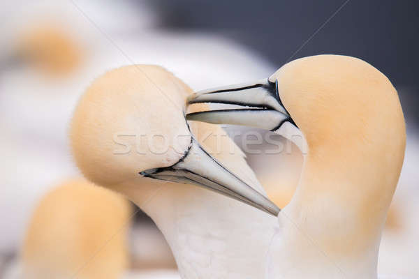 northern gannet, birds in love Stock photo © artush