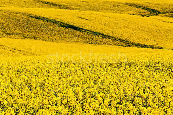 Beautiful rape field summer rural landscape Stock photo © artush