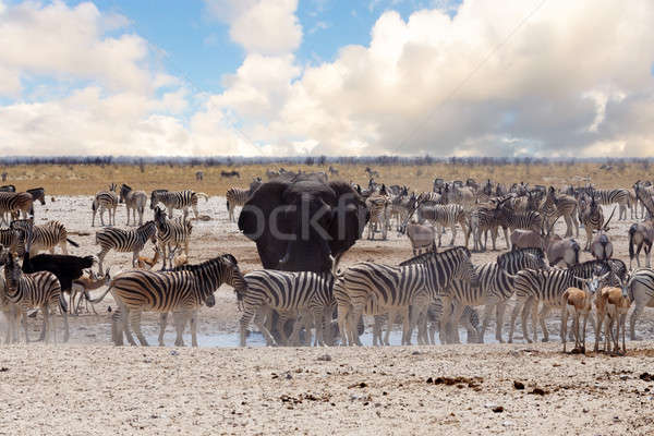 Voll Elefanten Zebras Park Namibia Tierwelt Stock foto © artush