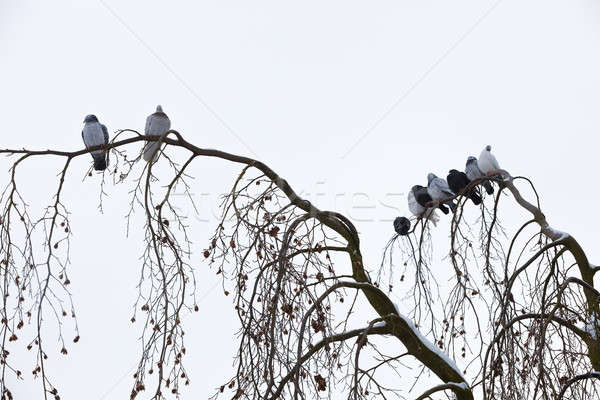 pigeons sitting on the branch in winter Stock photo © artush