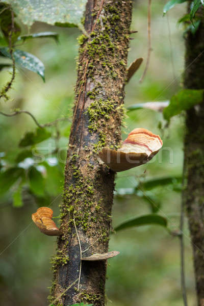 Gomba Madagaszkár esőerdő narancs parazita fa Stock fotó © artush