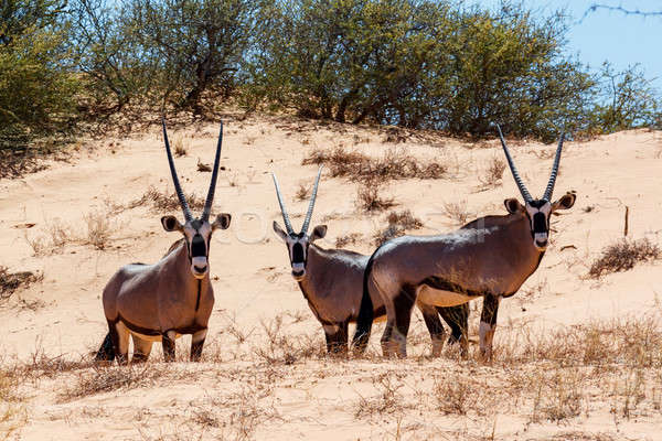 Duin park Botswana natuur landschap woestijn Stockfoto © artush