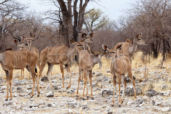 herd of Kudu in african savanna Stock photo © artush