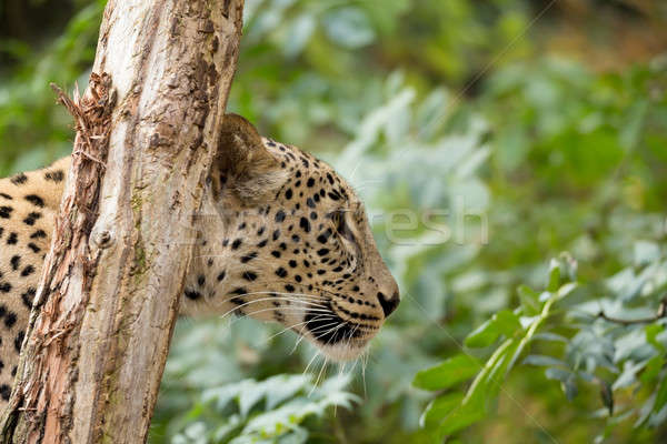 head shot of Persian leopard Stock photo © artush