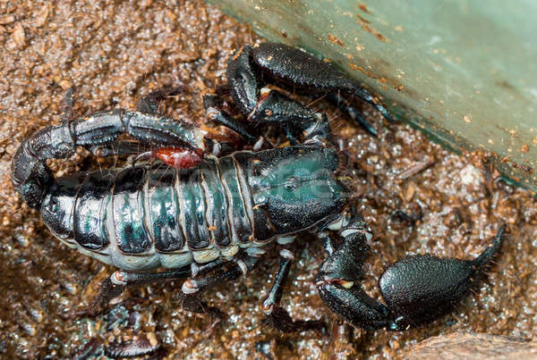 Cesarz skorpion czarny gatunek bali wyspa Zdjęcia stock © artush