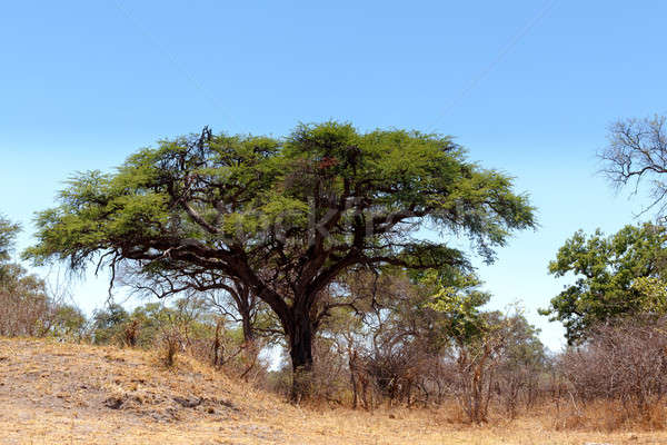 African landscape Stock photo © artush
