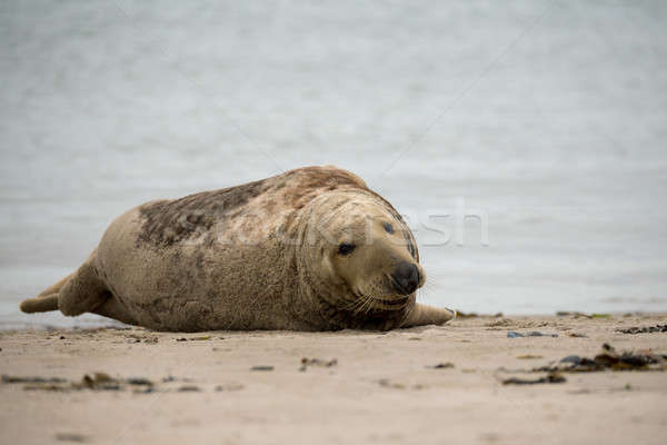 atlantic Grey Seal portrait Stock photo © artush