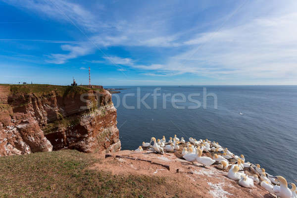 northern gannet sitting on the nest Stock photo © artush