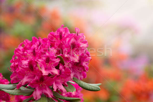 Pink azaleas blooms with small evergreen leaves Stock photo © artush