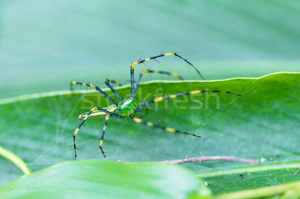 Malagasy green lynx spider (Peucetia madagascariensis) Stock photo © artush
