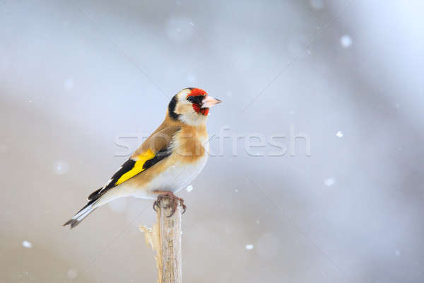 small bird European goldfinch in winter Stock photo © artush