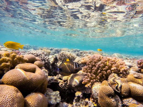 Mer rouge poissons corail jardin nature monde [[stock_photo]] © artush