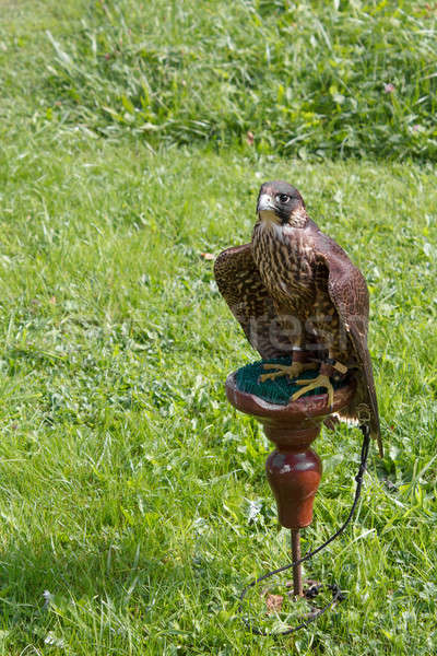 Falcon séance oeil sport oiseau Photo stock © artush