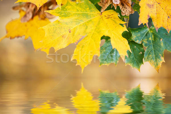 Herbstlaub Wasser seicht Schwerpunkt Baum abstrakten Stock foto © artush