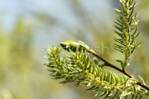 Green spring background Stock photo © artush