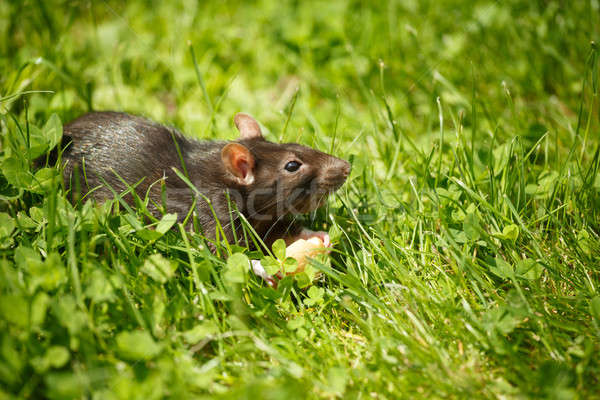 Rato alimentação bolo roedor animal de estimação ao ar livre Foto stock © artush