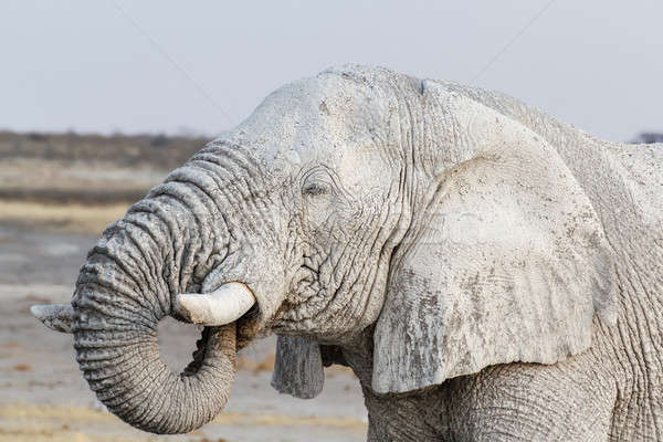 Stock photo: White african elephants on Etosha waterhole