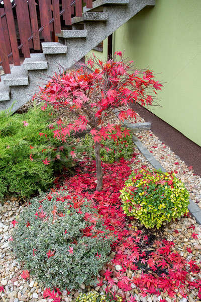 autumn colors composition in home garden Stock photo © artush