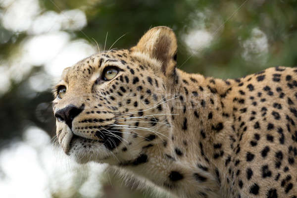 Testa shot Leopard natura neve Foto d'archivio © artush