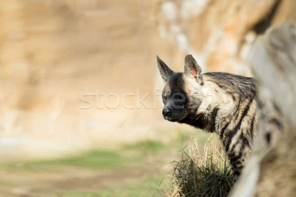 полосатый гиена голову темно глазах пустыне Сток-фото © artush