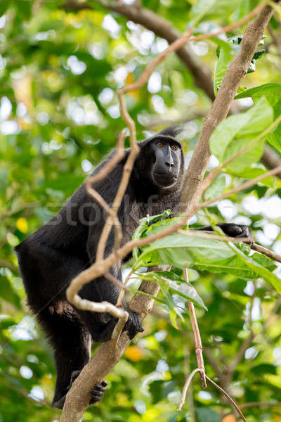 Stock photo: Celebes crested macaque, Sulawesi, Indonesia