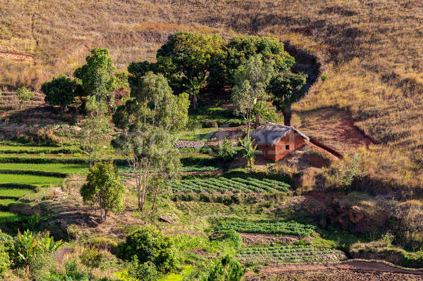 Malagasy farm with terraced fields Stock photo © artush