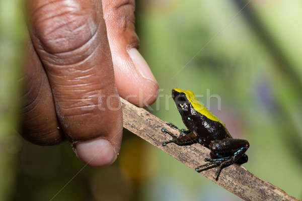 black and yellow frog Climbing Mantella, Madagascar Stock photo © artush