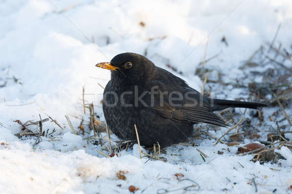 male of Common blackbird bird on snowy ground Stock photo © artush