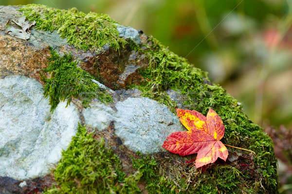 Jesienią liścia kamień mech tle piękna Zdjęcia stock © artush