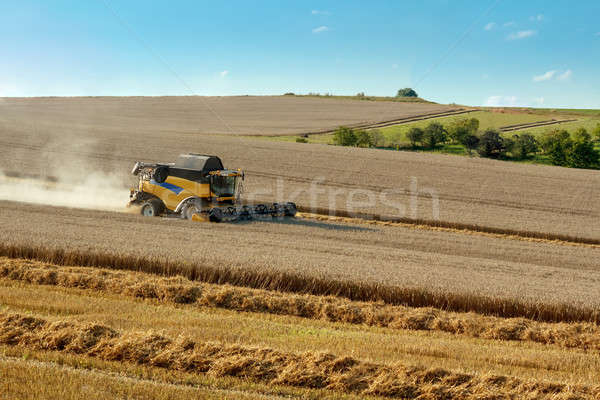 Yellow harvester combine on field harvesting gold wheat Stock photo © artush