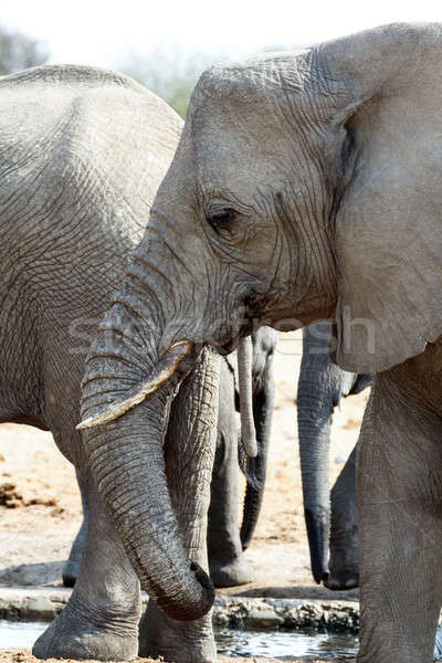 A herd of African elephants drinking at a muddy waterhole Stock photo © artush