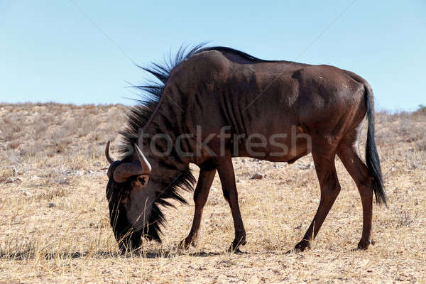 wild (Connochaetes taurinus) Blue Wildebeest Gnu grazing Stock photo © artush