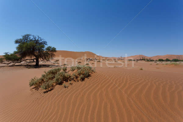 beautiful sunrise landscape of hidden Dead Vlei Stock photo © artush