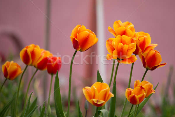 spring orange tulips Stock photo © artush