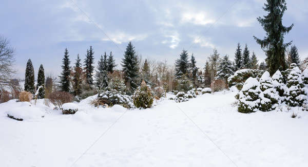 beautiful winter garden covered by snow Stock photo © artush