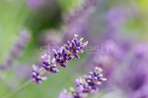 Stock photo: summer lavender flowering in garden